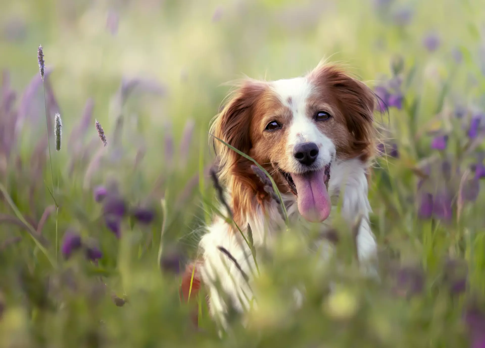Multicenter Veterinary Cardiologist in Boca Raton, Nokomis and Stuart, FL